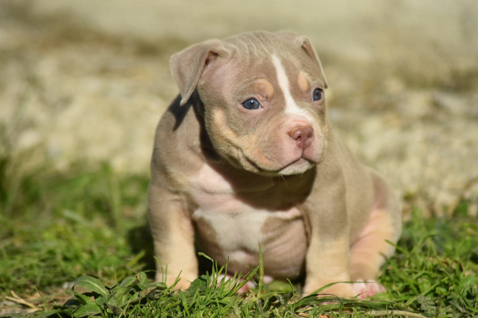 fbkc pedigree registration