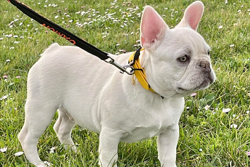 fbkc pedigree registration