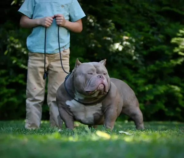 Image de chien de race American Bully