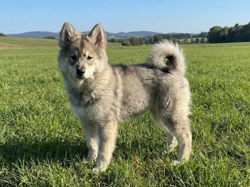 Image de chien de race Eurasky