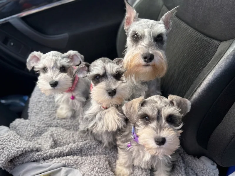 Image de chien de race Schnauzer Exotique