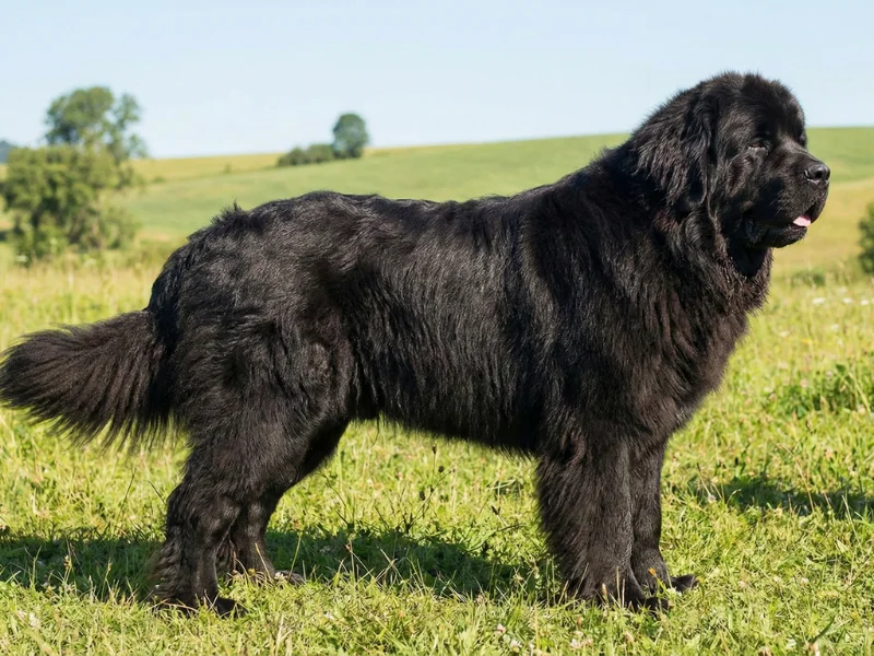 Image de chien de race Terre-Neuve