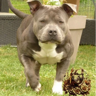 RMD Kennel Karma, American Bully