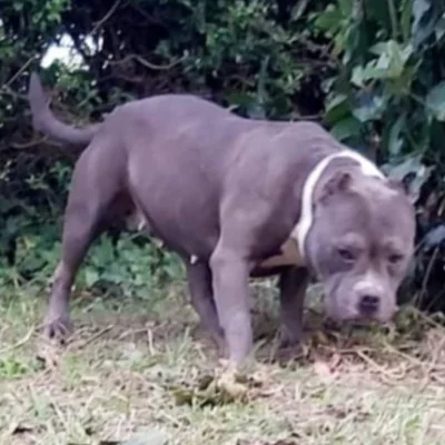 Lois Big Bully Lydy, American Bully