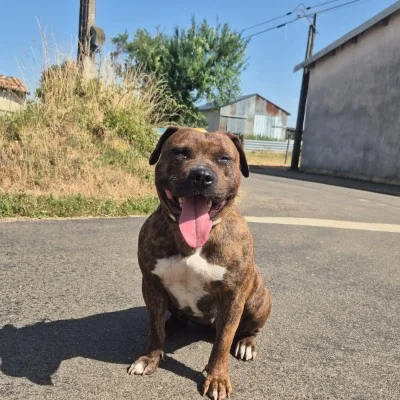 Tasha, American Bully
