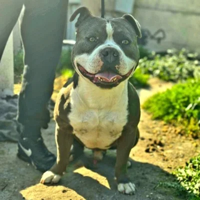 Muscletone's Alpha, American Bully