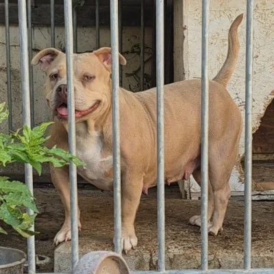 Muscletone's Gadjie, American Bully