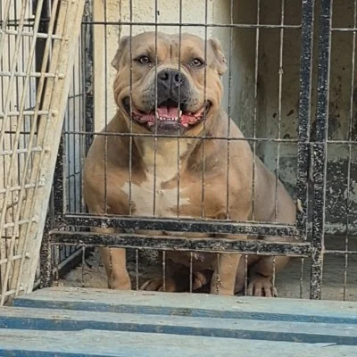Bully Camp Niglo Saphir, American Bully