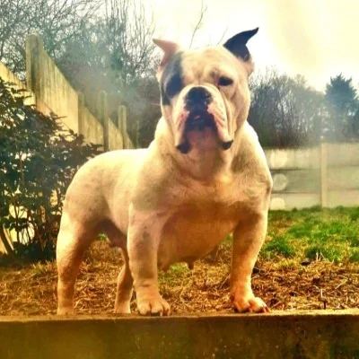 EOG/IB's Bella, American Bully