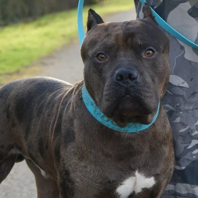 Phoenix Bully's Kennel Lycan, American Bully
