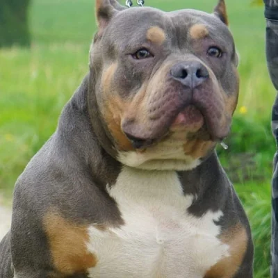 Phoenix Bully's Kennel Wolf, American Bully