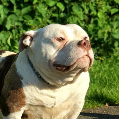 Phoenix Bully's Kennel Karma