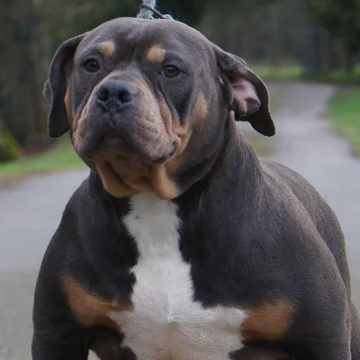 Phoenix Bully's Kennel Harley, American Bully