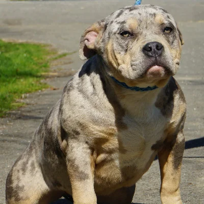 Phoenix Bully's Kennel Anna II, American Bully