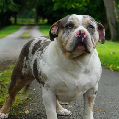 Phoenix Bully's Kennel Panda