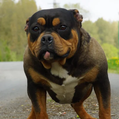 Phoenix Bully's Kennel Izy
