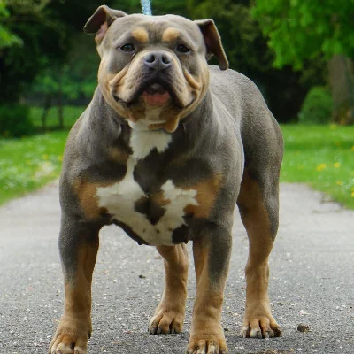 Phoenix Bully's Kennel Arkane