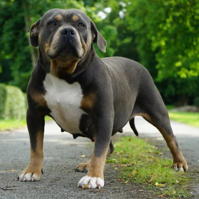 Phoenix Bully's Kennel Quinn Memory, American Bully