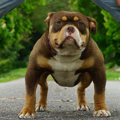 Phoenix Bully's Kennel Vodka, American Bully