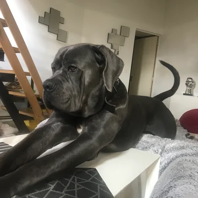 Octave du Fond de la Chênaie  - Cane Corso FBKC