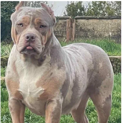 Phoenix Bully's Kennel Rukia