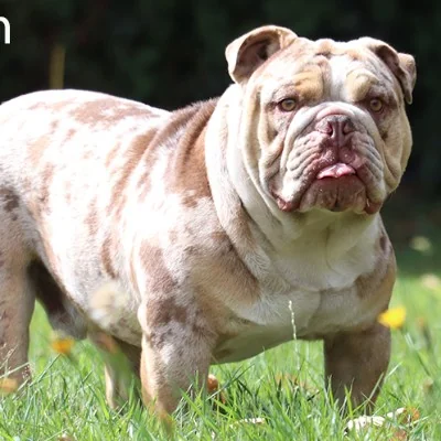 Winston, Bouledogue anglais