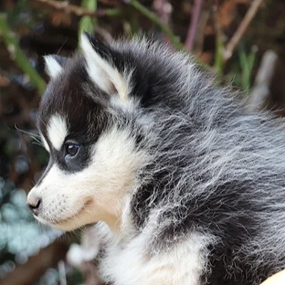 Aria De La Butte de Goliath, Pomsky