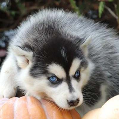 Aloha De La Butte de Goliath, Pomsky