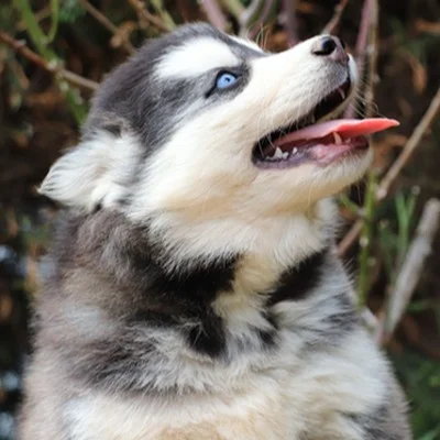 Aiko De La Butte de Goliath (F3), Pomsky