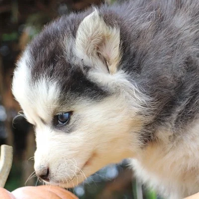 Aiko De La Butte de Goliath (F3), Pomsky
