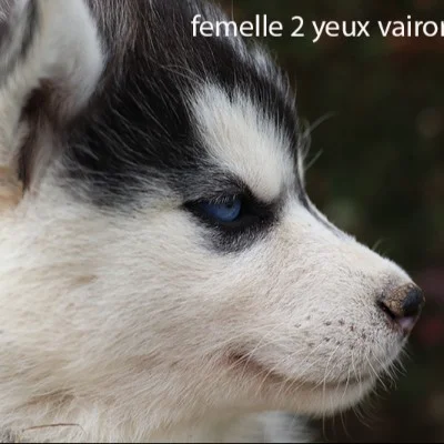 Asteria de la Butte de Goliath ( F3), Pomsky
