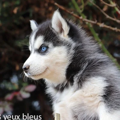 Athéna de la Butte de Goliath ( F3), Pomsky