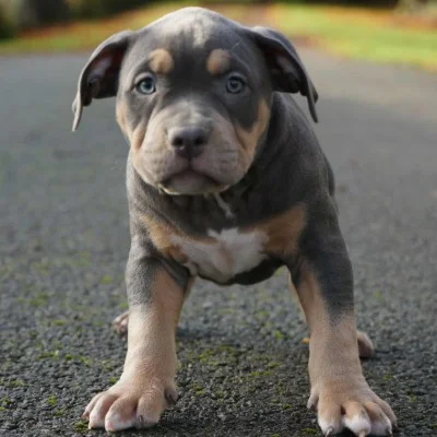 PBK & KGF Bully's Gaïa, American Bully