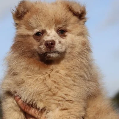 Triso, Spitz