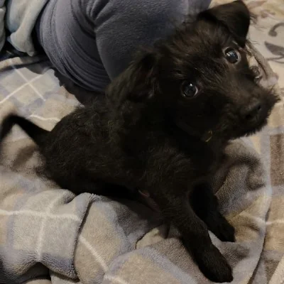 August - Pinny-Poo FBKC