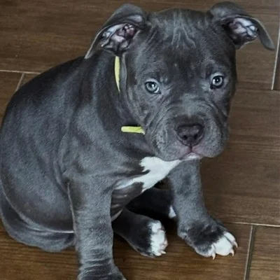 KGF Bully's Nala, American Bully