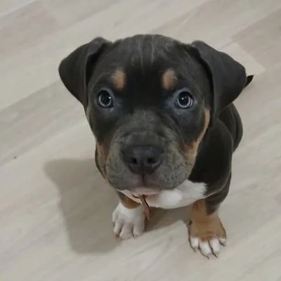 PBK & KGF Bully's Axane, American Bully