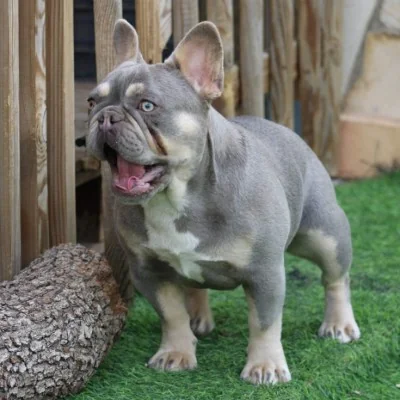 Amy By SCBC, French Bulldog