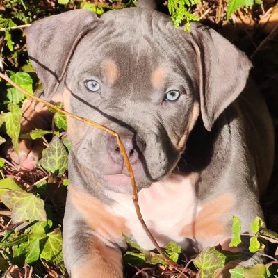 KGF Bully's Aimy, American Bully