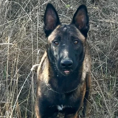 Zac - Belgian Malinois FBKC