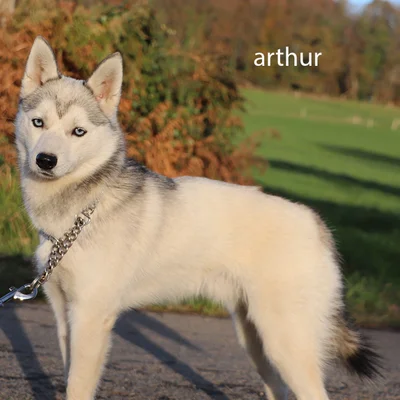Arthur (F2), Pomsky