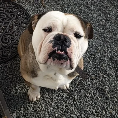 Volt Opium Gloria - Old English Bulldog FBKC