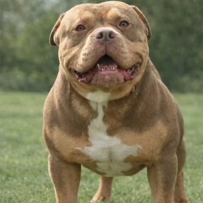 Phoenix Bully's Kennel Ghost, American Bully