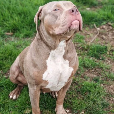 Phoenix Bully's Kennel Arya, American Bully