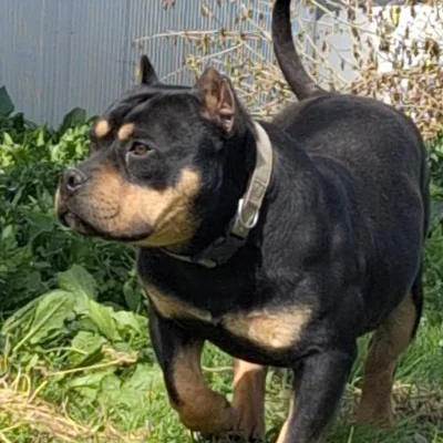DBZ Ragnar, American Bully