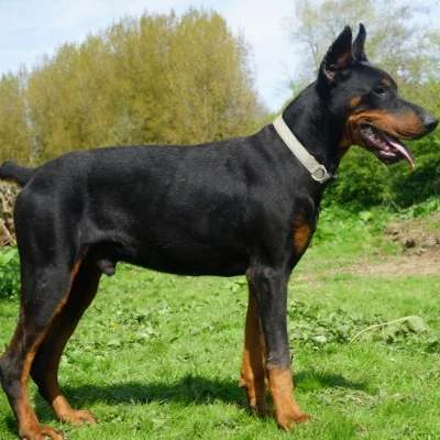 Arès, Doberman