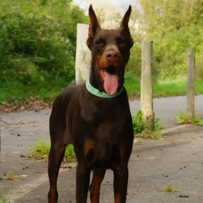 Vegas, Doberman