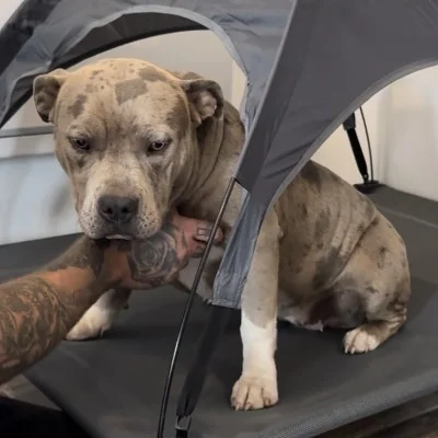 Phoenix Bully's Kennel Vegas
