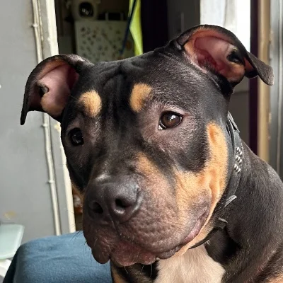 Phoenix Bully's Kennel Abyss, American Bully