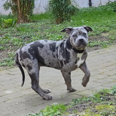 Phoenix Bully's Kennel Maeby